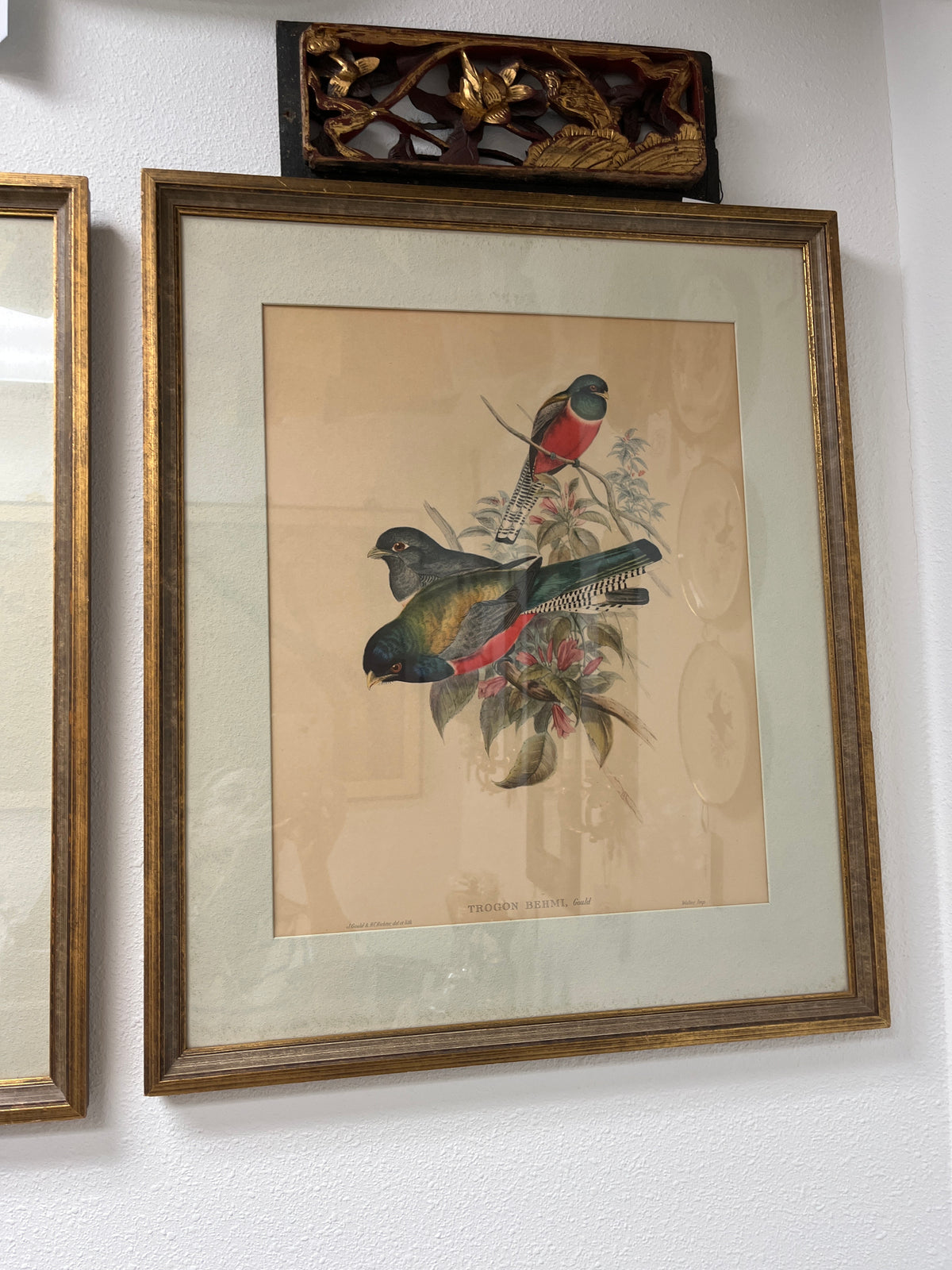 Antique Framed Lithograph of Birds by John Gould and H.C. Richter