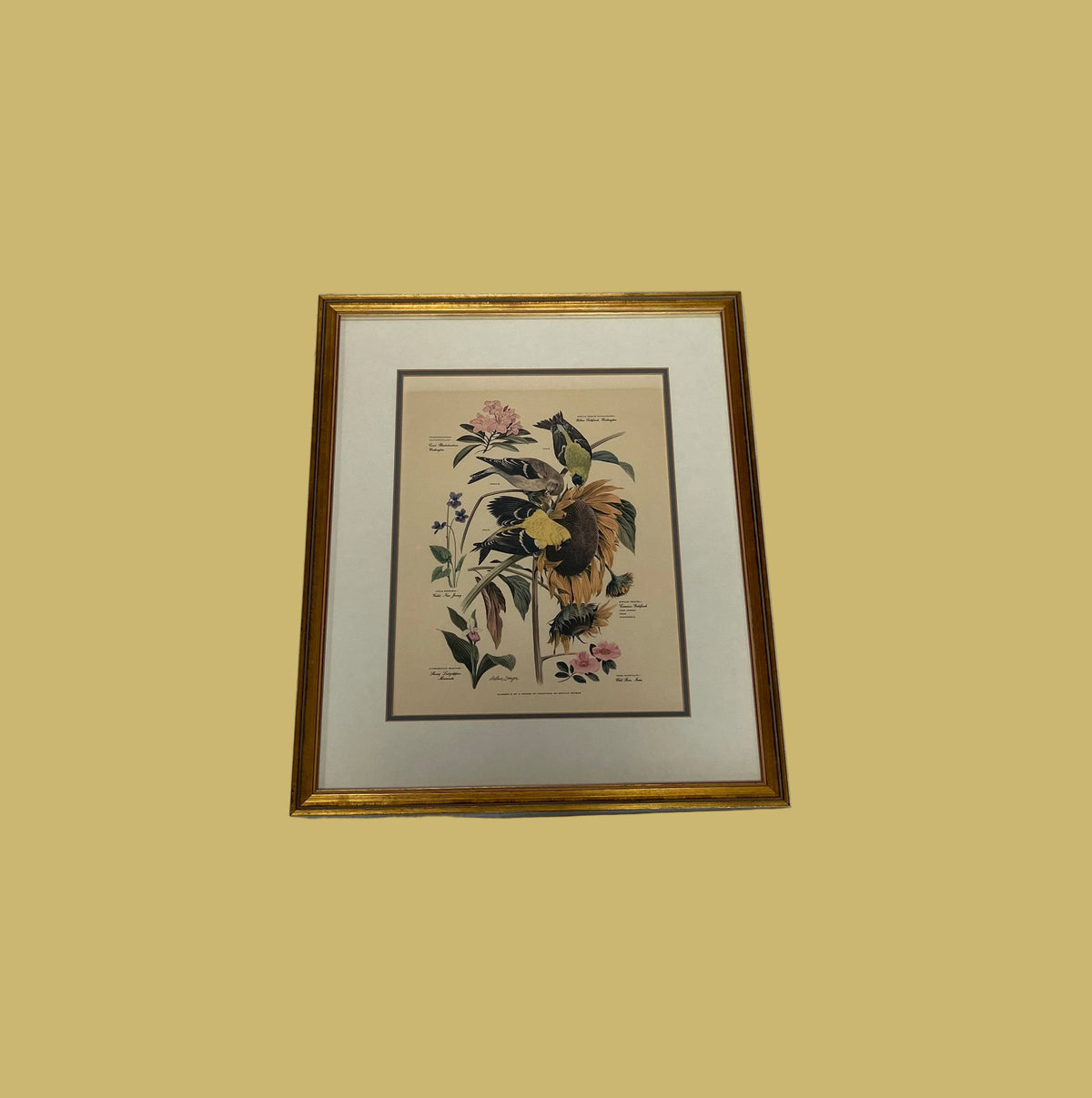 Vintage Arthur Singer Print # 6 featuring Goldfinches & Flora