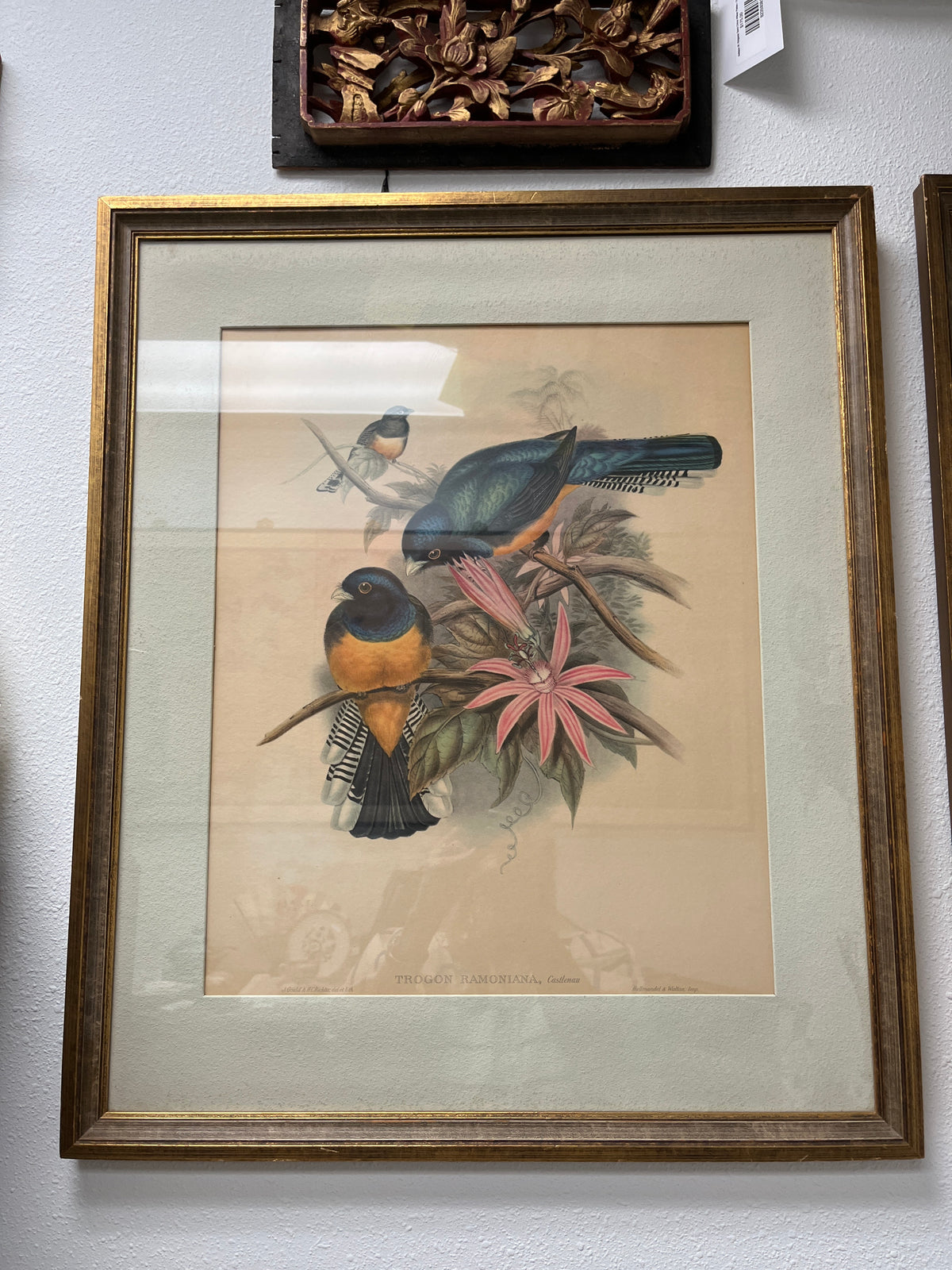 Antique Framed Lithograph of Birds by John Gould and H.C. Richter